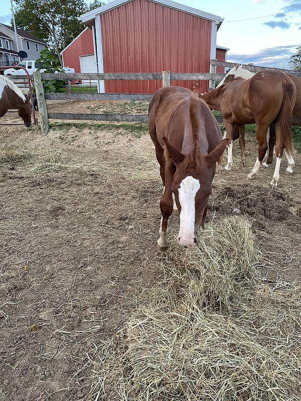 beautiful-mover-paint-horse