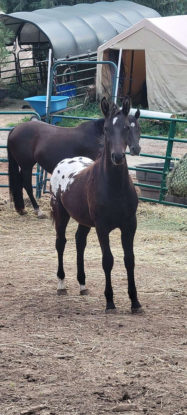 blanket-socks-horse