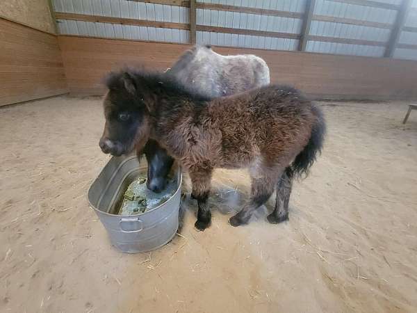 very-gentle-miniature-horse