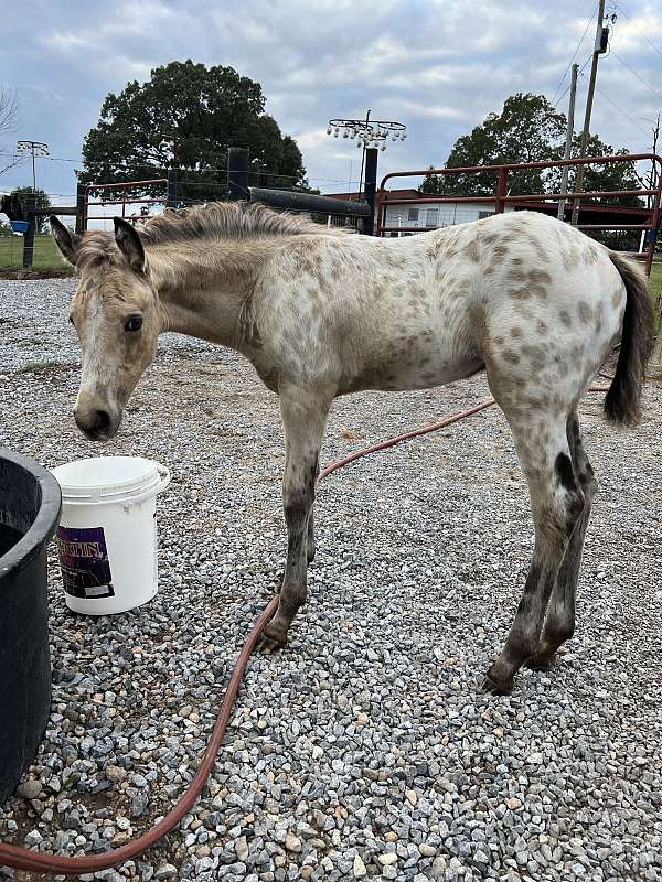 buckskin-appaloosa-colt