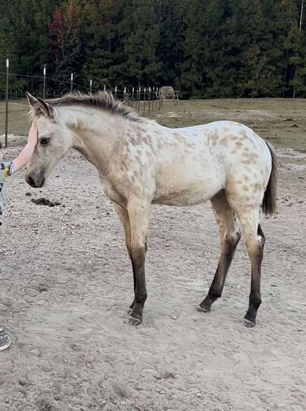 buckskin-appaloosa-colt