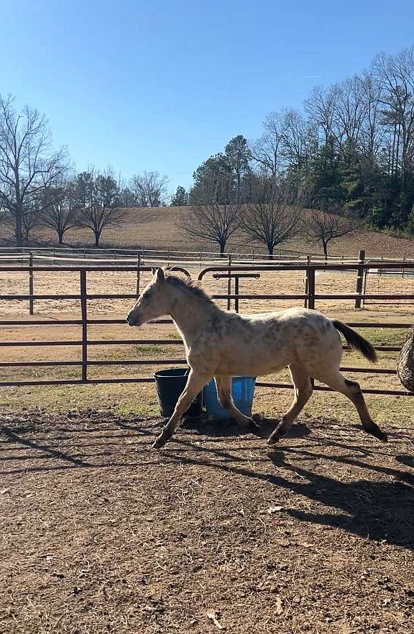 beau-appaloosa-horse