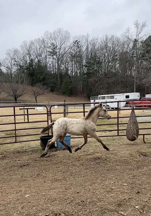 image-appaloosa-horse