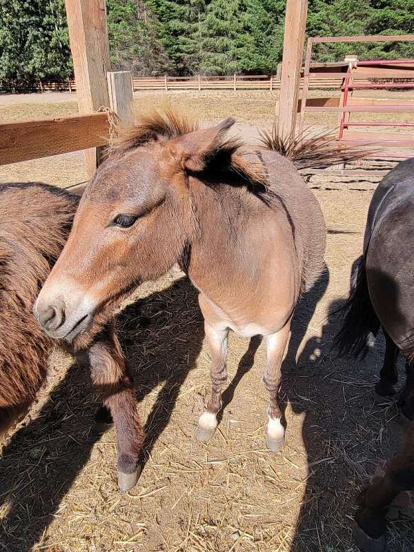 6-hand-chestnut-donkey