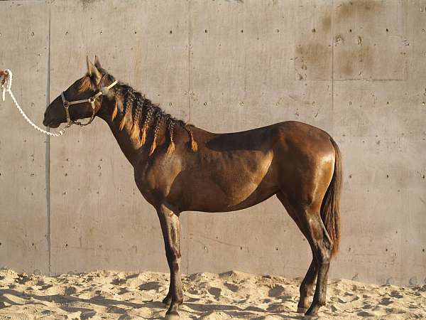 high-step-andalusian-horse