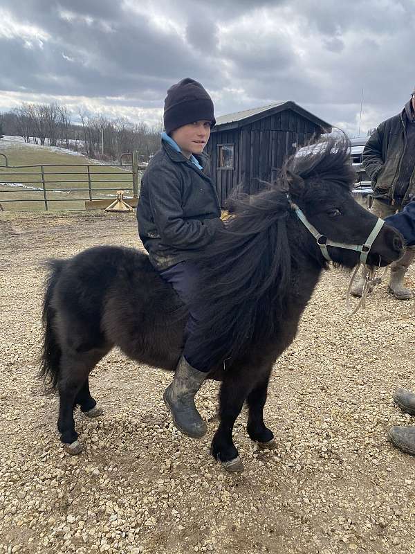 amish-broke-miniature-horse