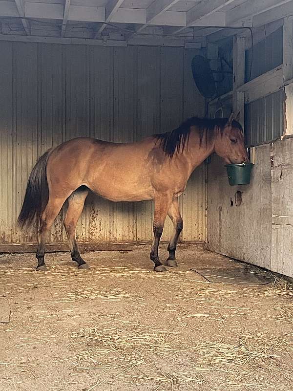 available-quarter-horse