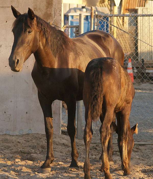 smokey-black-pre-mare