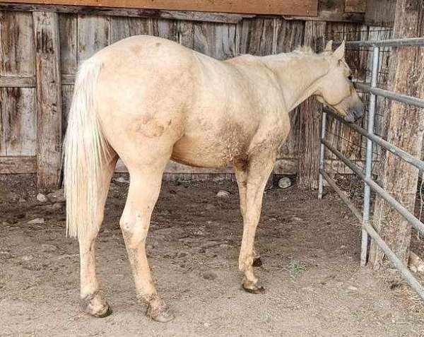 palomino-star-left-hind-pastern-horse