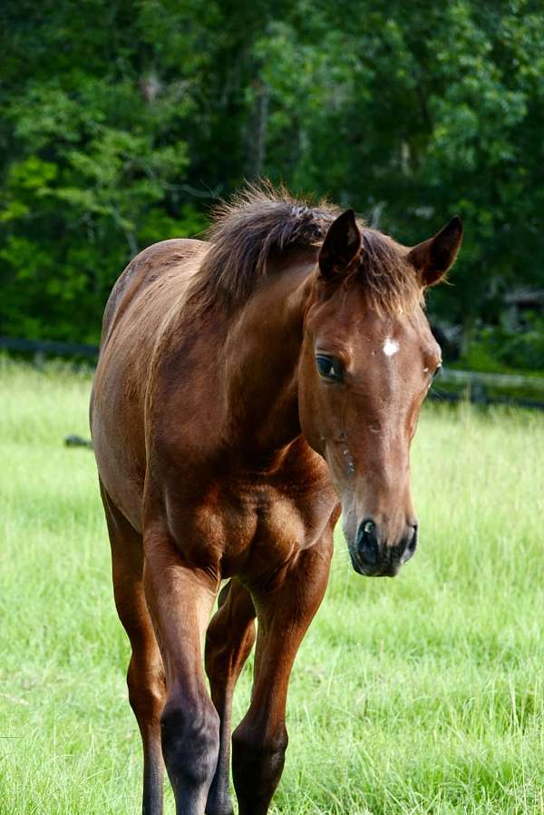 eventing-appaloosa-thoroughbred-horse