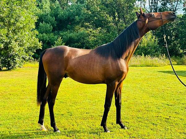 hind-sock-white-hairs-on-face-horse