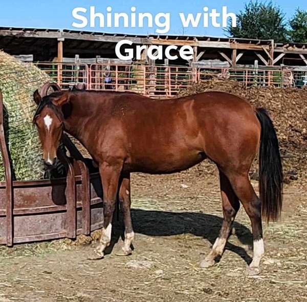 doc-jewel-bars-horse
