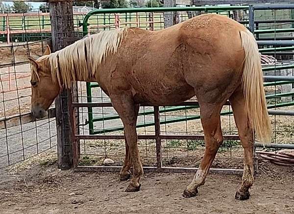 socks-on-hind-feet-horse