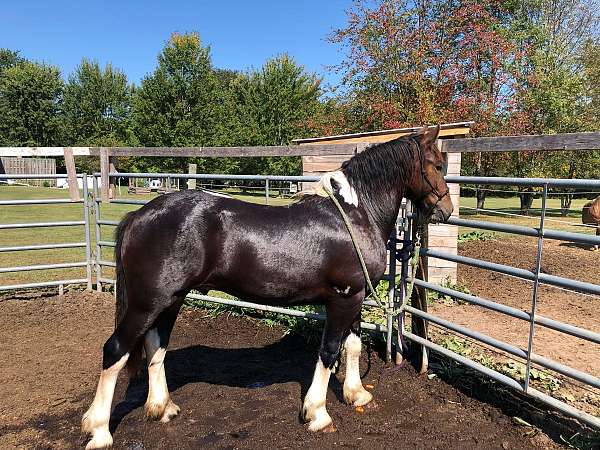 bay-tobiano-friesian-mare-stallion