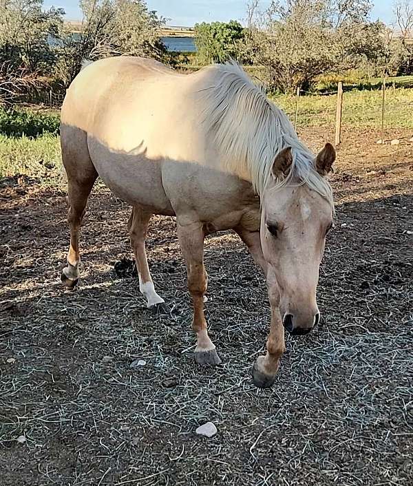 doc-jewel-bars-quarter-horse