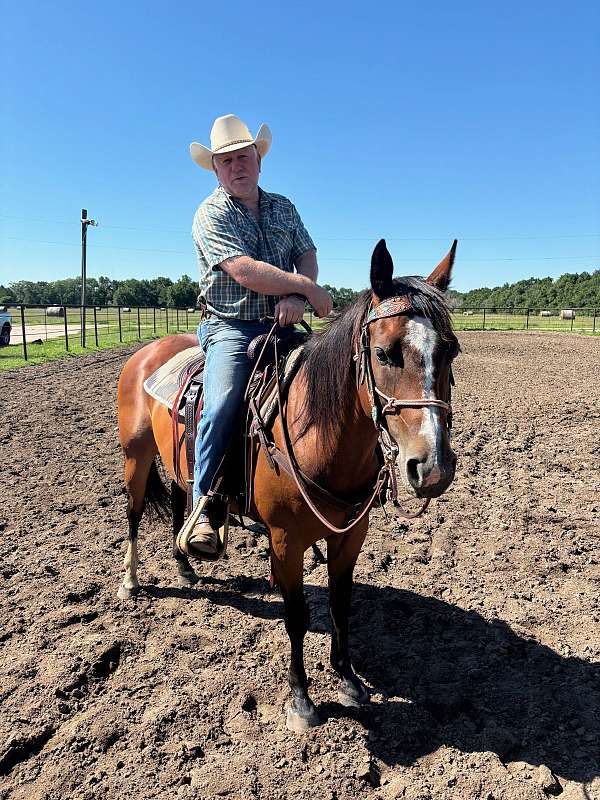 bay-quarter-horse-mare