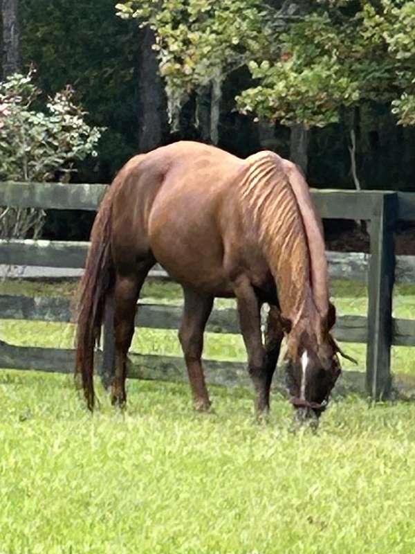 chestnut-barrel-trained-horse