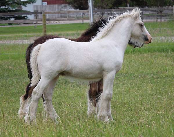 palomino-tobanio-horse