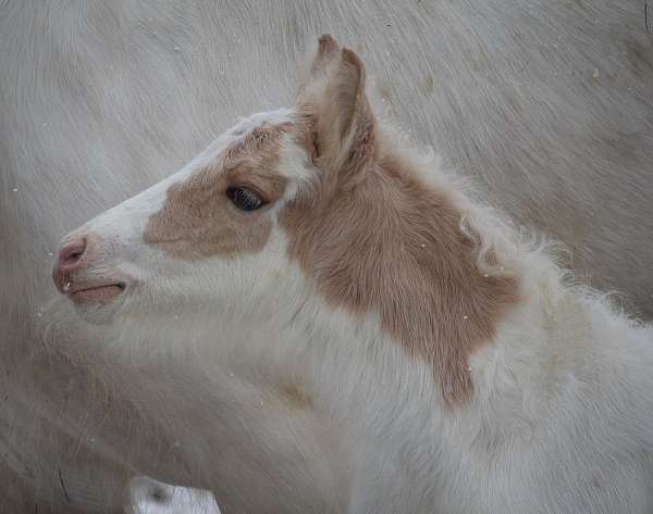 palomino-tobanio-horse