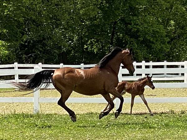 arabian-mare