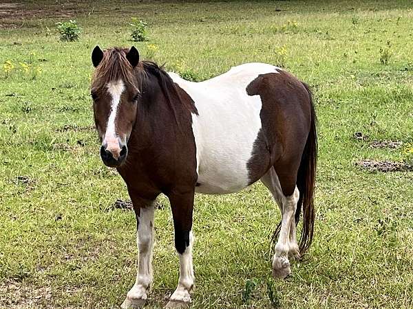 miniature-gelding