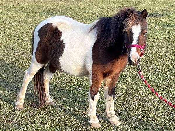 miniature-gelding