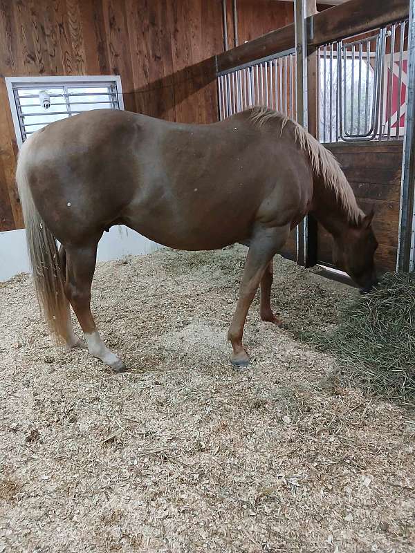 champion-halter-broodmare-foal