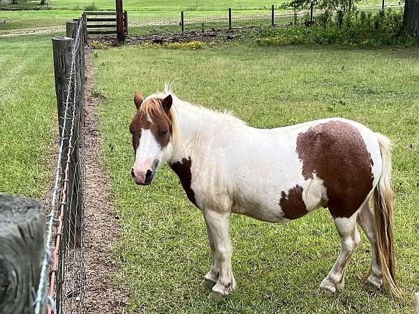 miniature-gelding