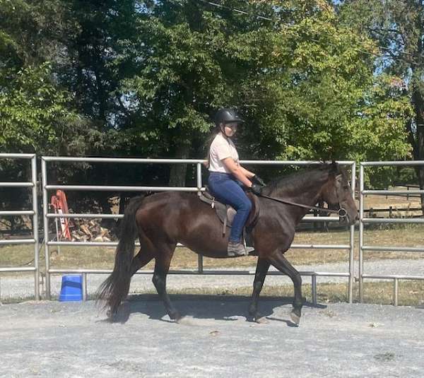 morgan-companion-morgan-horse