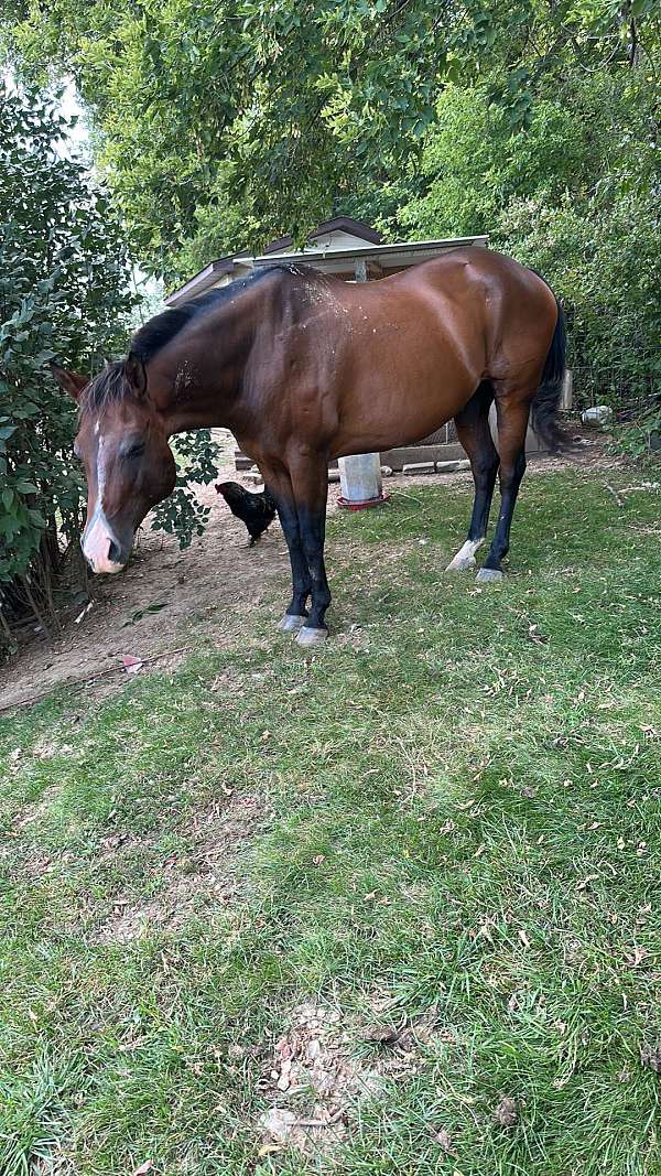 aqha-quarter-horse