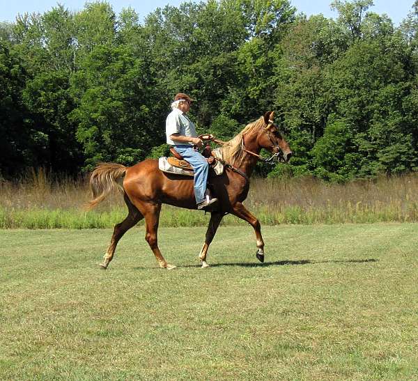 sorrel-tennessee-walking-ridgling