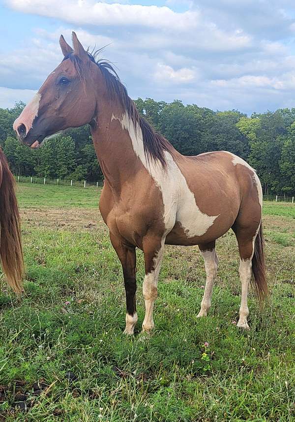 white-black-tail-horse