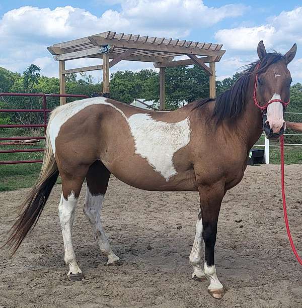 2-tone-mane-horse