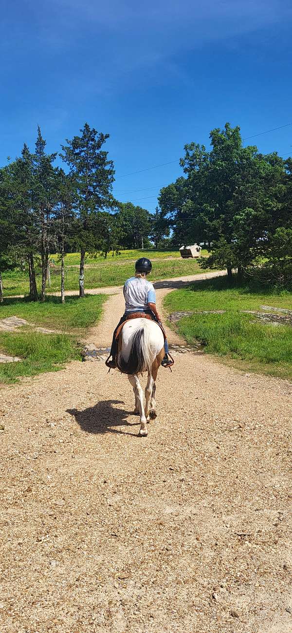 buckskin-overo-white-nose-horse