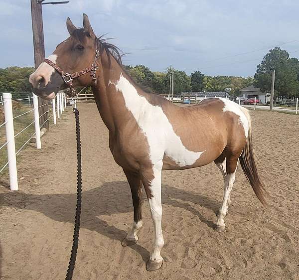 buckskin-overo-2-tone-mane-horse