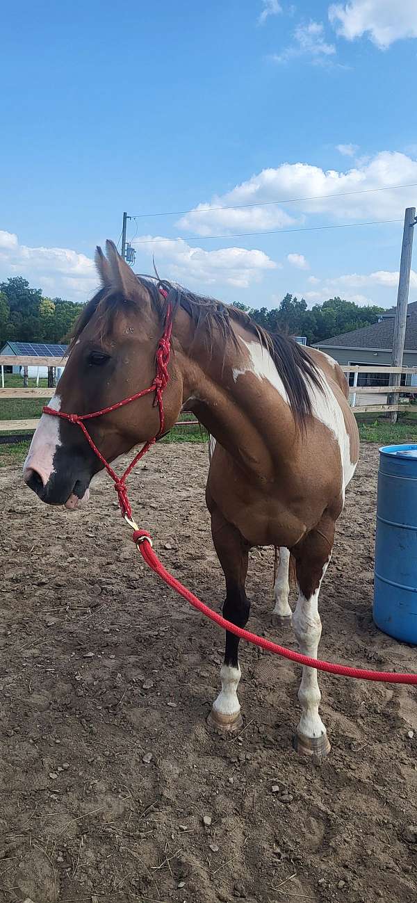 2-tone-mane