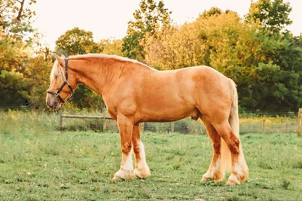 gypsy-american-cream-horse