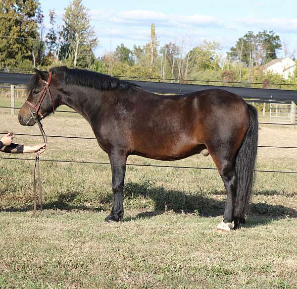 all-around-welsh-pony