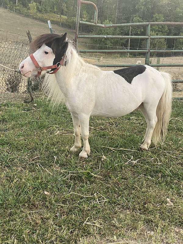 black-white-amhr-stallion