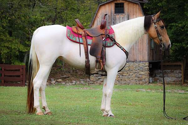 all-around-tennessee-walking-horse