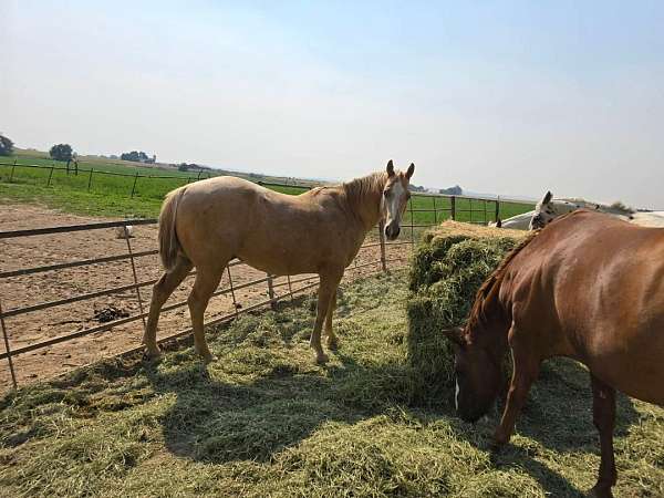 blanket-horse