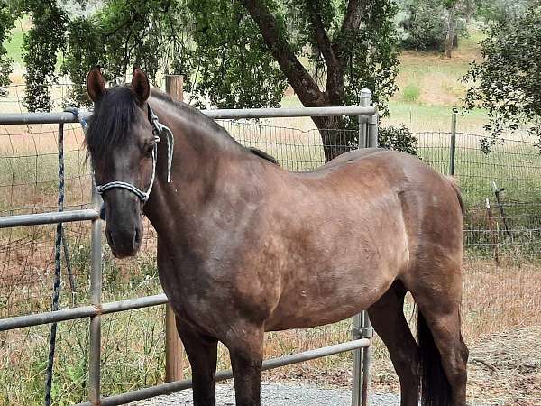 left-hind-cornet-band-horse