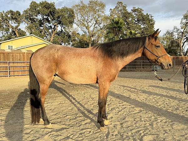 cornet-band-on-left-front-hind-right-front-horse