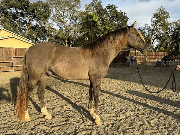 silver-grulla-with-4-white-socks-horse