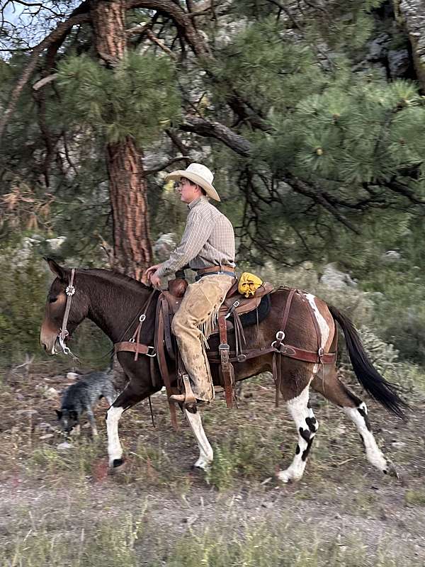 ranch-work-mule