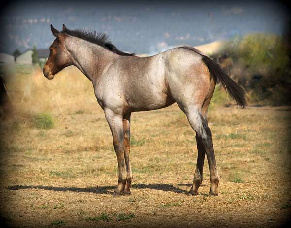 roan-bay-quarter-horse