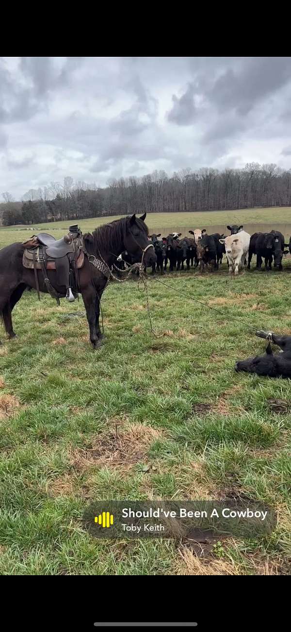 14-hand-quarter-horse-gelding