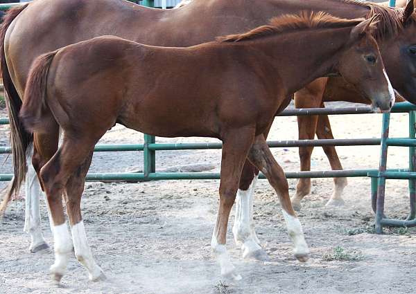 barlink-macho-man-quarter-horse