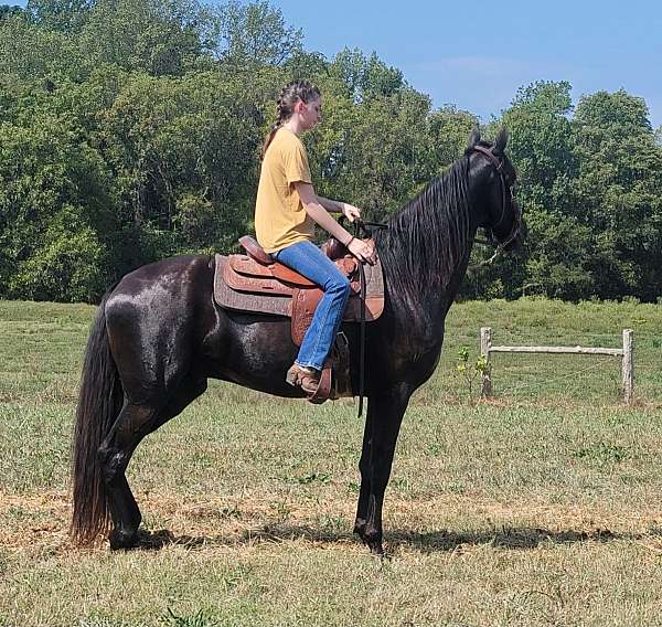 tennessee-walking-gelding