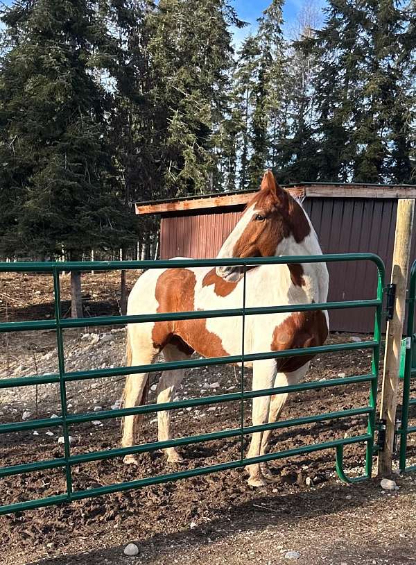 all-around-paint-horse